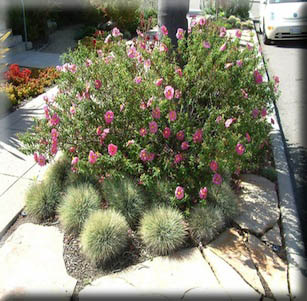 Color Corner Garden